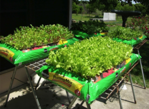 Best Bagged Soil For Vegetable Garden Growing Lettuce In A Soil Bag (Use Organic Soil) This Will Image 065