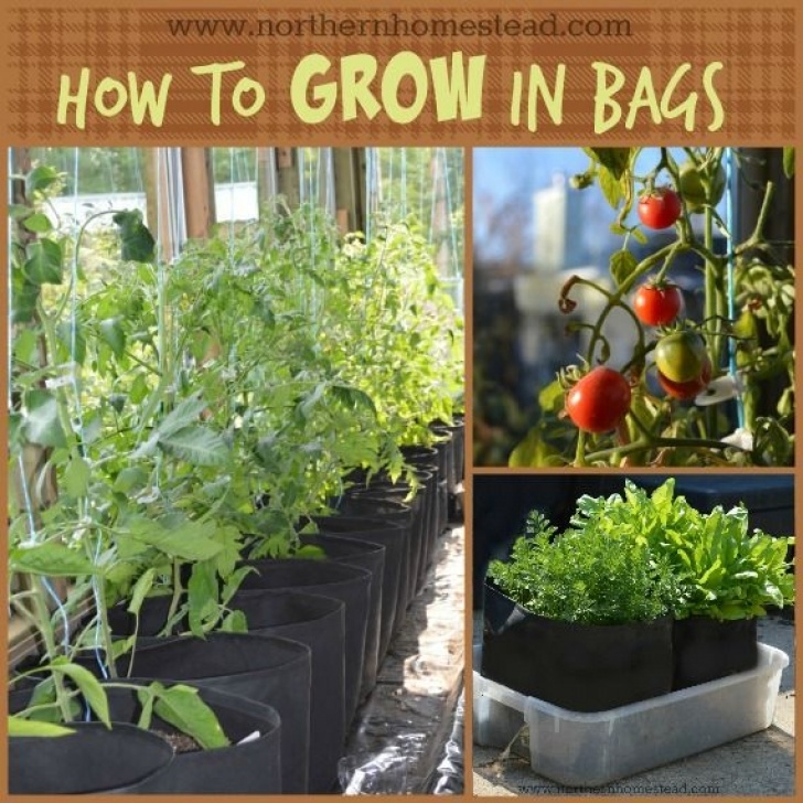 Best Bagged Soil For Vegetable Garden How To Grow In Grow Bags | Growing Vegetables, Container Image 642