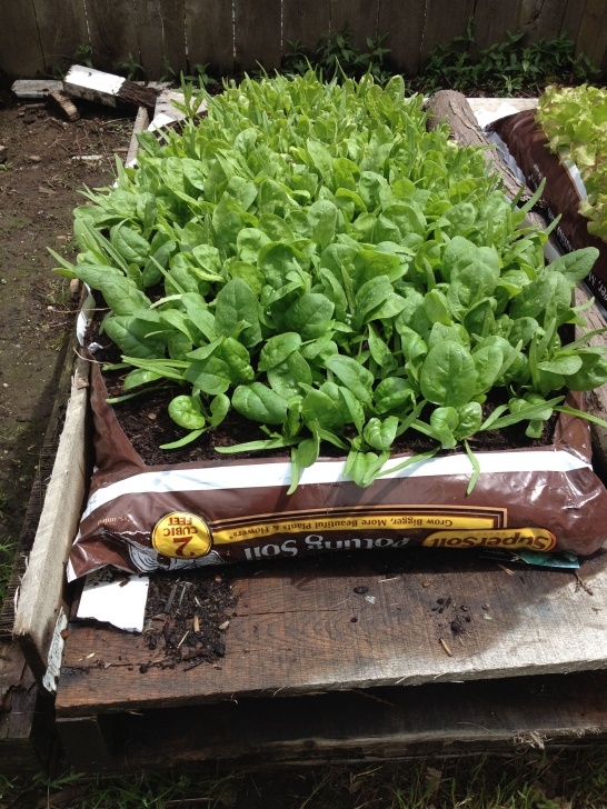 Best Bagged Soil For Vegetable Garden Spinach Grown In A Bag Of Potting Soil. Grow It Anywhere Image 764