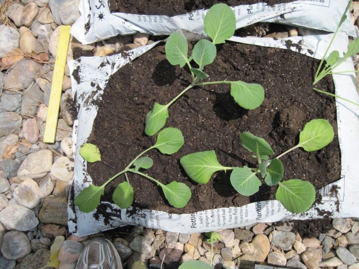 Best Bagged Soil For Vegetable Garden The Nickel And Dime Ranch: Let It Grow! Gardening At 7200 Feet Picture 729