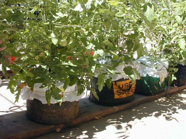 Best Bagged Soil For Vegetable Garden Vegetable Garden Using Bagged Potting Soil - Bing Images Photo 982