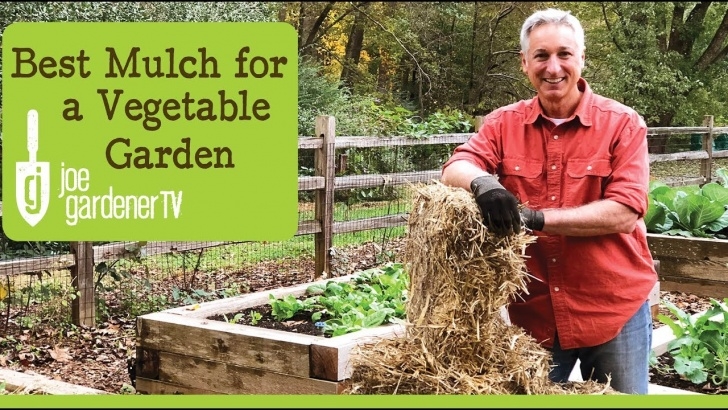 Best Compost For Vegetable Garden Best Mulch For A Vegetable Garden - Youtube Picture 702