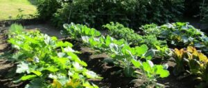 Best Compost For Vegetable Garden Compost | Black Earth Compost Photo 360