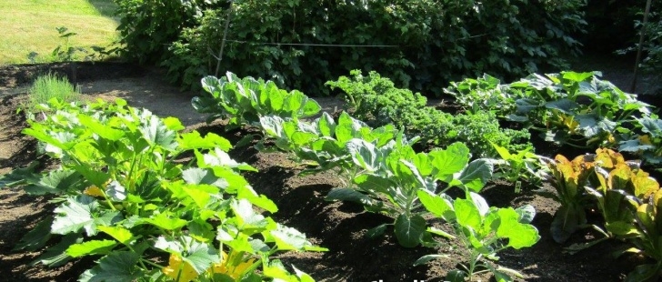 Best Compost For Vegetable Garden Compost | Black Earth Compost Photo 360