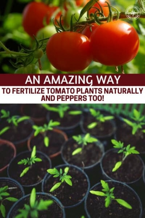 Best Fertilizer For Pepper Plants An Amazing Way To Fertilize Tomato Plants Naturally Picture 322