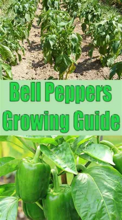 Best Fertilizer For Pepper Plants Best Fertilizer For Tomatoes And Peppers – Osddt Fertilizers Picture 888