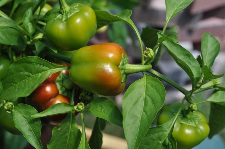 Best Fertilizer For Pepper Plants Fertilizer Bell Pepper | Cromalinsupport Picture 715