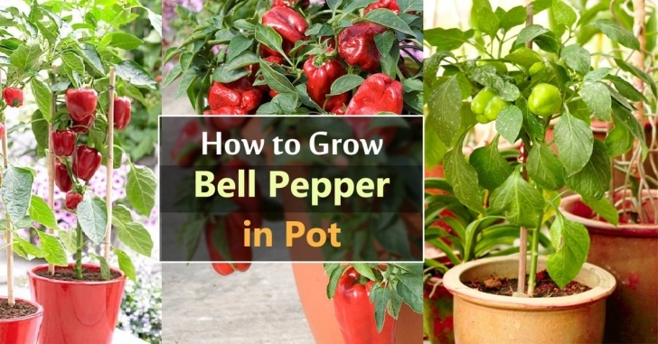 Best Fertilizer For Pepper Plants Fertilizing Peppers Pots | Cromalinsupport Image 024