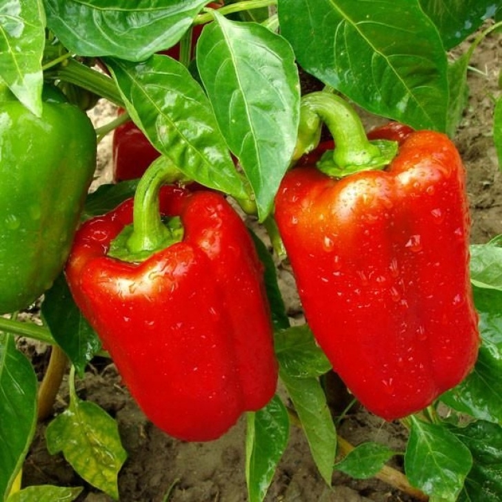 Best Fertilizer For Pepper Plants King Of The North Seeds | Vegetable Garden Fertilizer Photo 449