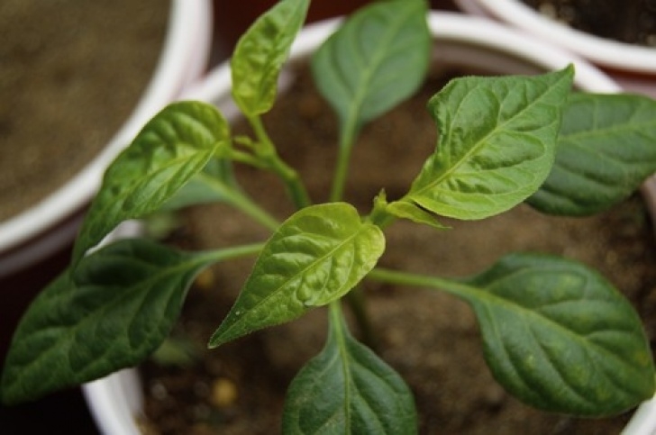 Best Fertilizer For Pepper Plants Whats Wrong With My Peppers? Photo 820