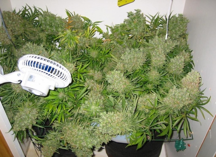 Best Fertilizer For Plants Best Cannabis Fertilizers For Cannabis Plants | Growing Picture 533
