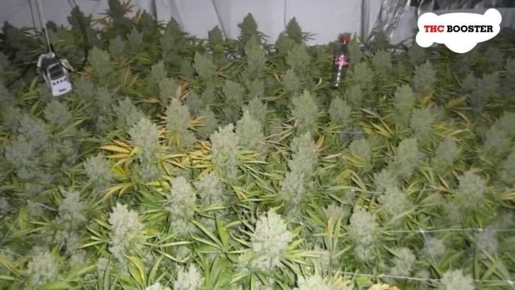 Best Fertilizer For Plants Best Fertilizer Cannabis Uk | Cromalinsupport Image 753