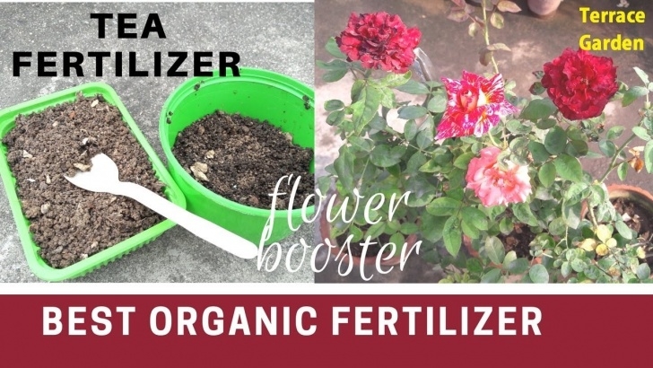 Best Fertilizer For Plants Best Organic Fertilizer For Rose Plants//Tea Fertilizer Picture 434