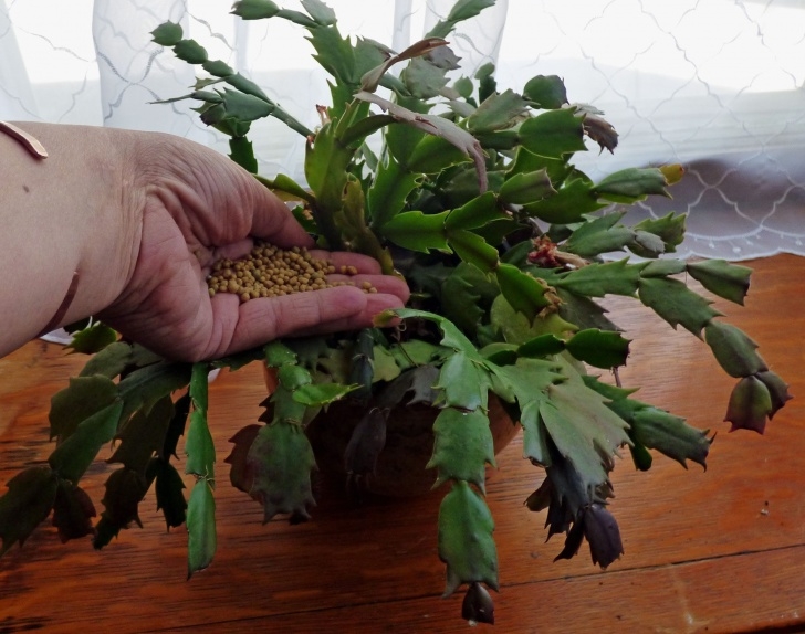 Best Fertilizer For Plants Christmas Cactus Fertilizer Requirements - When And How To Image 770