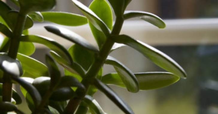 Best Fertilizer For Plants The Best Liquid Fertilizers For Indoor Plants | Ehow Uk Picture 857