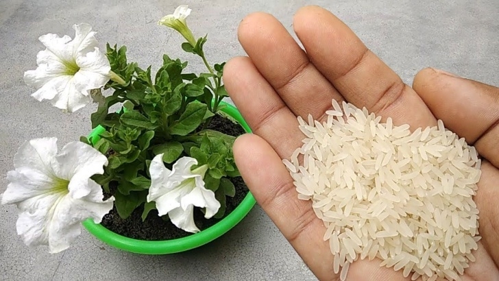 Best Fertilizer For Plants Use Rice Water For Any Plants As Natural Fertilizer | Free Image 859