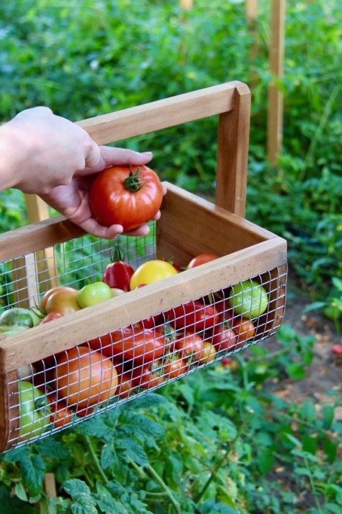 Best Fertilizer For Vegetables The Best Organic Fertilizer And Plant Food Options For Image 784
