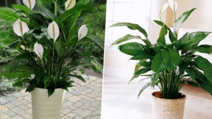 Best Flowering Indoor Plants 10 Popular Indoor Houseplants That Purify Air - Youtube Photo 244