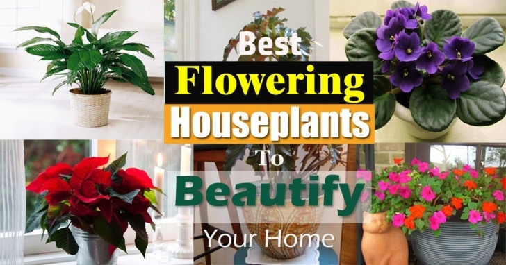 Best Flowering Indoor Plants 17 Best Flowering Houseplants | Balcony Garden Web Image 491