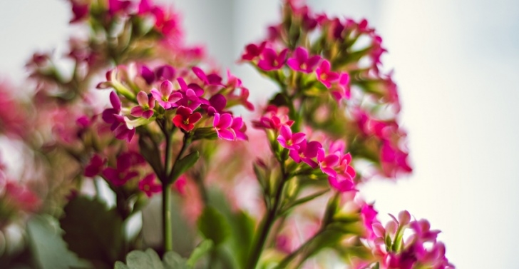 Best Flowering Indoor Plants Ask Wet & Forget The Best Indoor Flowering Plants To Picture 642