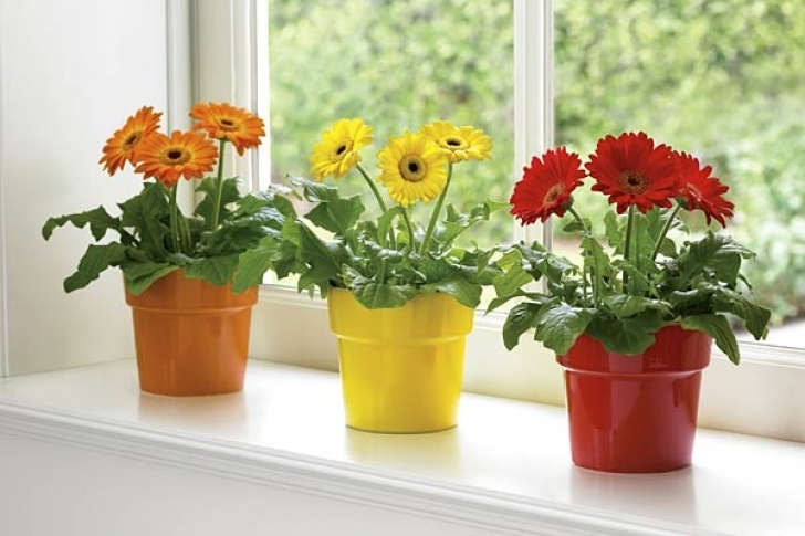 Best Flowering Indoor Plants Best Indoor Plants To Reduce Pollution Photo 182