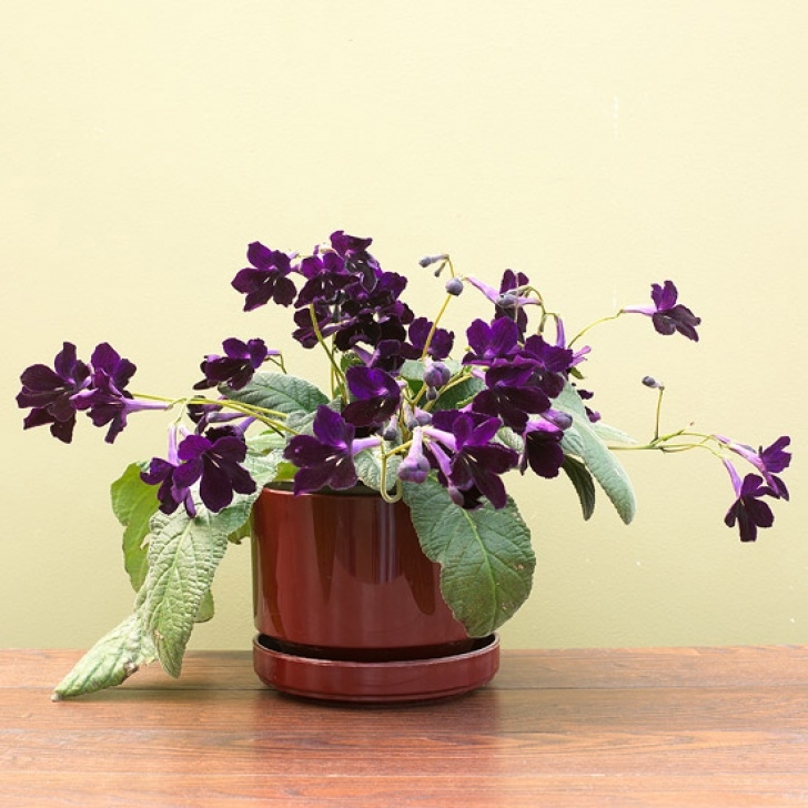 Best Flowering Indoor Plants Cocoplex: 7 Amazingly Pretty Indoor Flowering Plants Photo 903