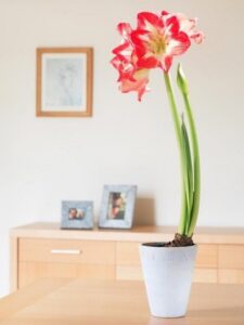 Best Flowering Indoor Plants Easy Flowers To Grow Indoors – A Useful Guide For Indoor Image 882
