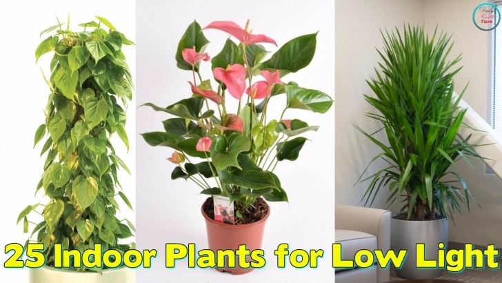 Best Flowering Indoor Plants Indoor Plants For Low Light - Youtube Image 566