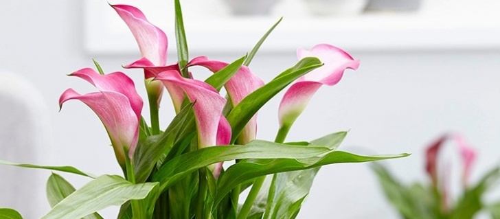 Best Flowering Indoor Plants Indoor Plants Photo 035
