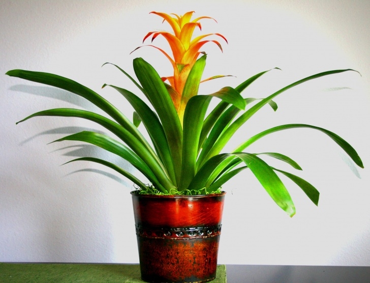 Best Flowering Indoor Plants Low Maintenance Indoor Flowering Plants | Garden Design Ideas Picture 406