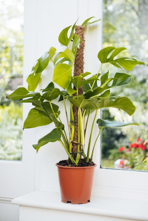 Best Flowering Indoor Plants The Trendiest House Plants For 2018 Image 973