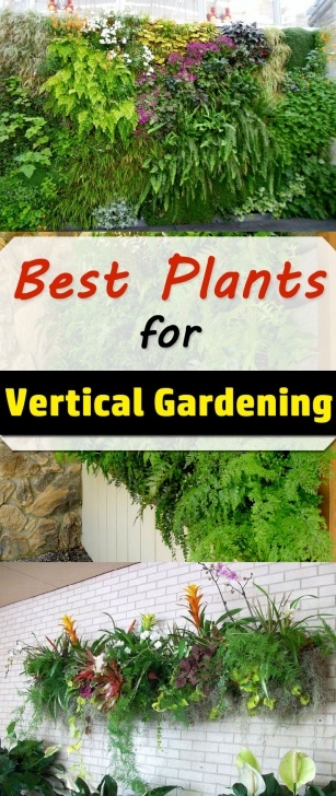 Best Flowers For Vegetable Garden Best Plants For Vertical Garden | Vertical Garden Plants Picture 601