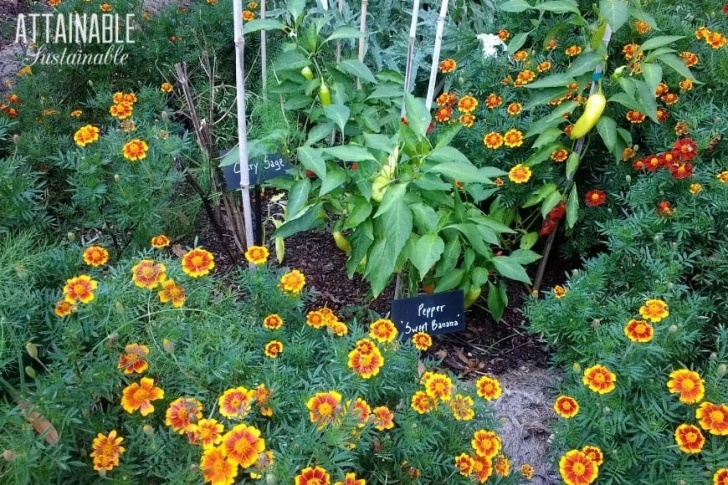 Best Flowers For Vegetable Garden Edible Landscaping: Vegetables For Your Front Yard Garden Photo 997