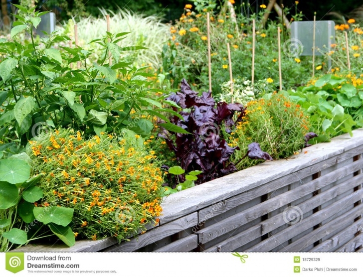 Best Flowers For Vegetable Garden High Vegetable Garden Bed Stock Image. Image Of Mixtures Image 485