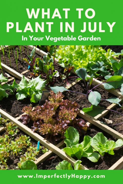 Best Flowers For Vegetable Garden What To Plant In July In Your Vegetable Garden Now | Home Image 135