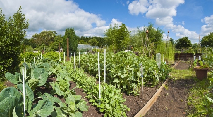 Best Flowers For Vegetable Garden Zone 7 Vegetable Gardening: Tips On Planting A Zone 7 Photo 175