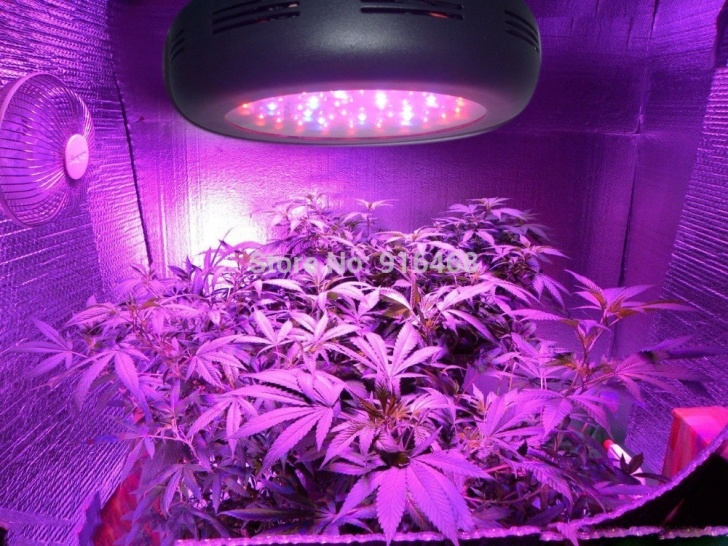 Best Grow Light Bulbs Best Indoor Hydroponic Plants Grow Light 135W, Full Image 407