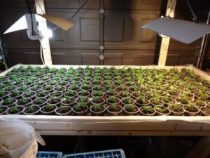 Best Grow Light Bulbs For Indoor Plants Spin Photo Grow Table Basil | Spin-Farming – A New Way To Image 030