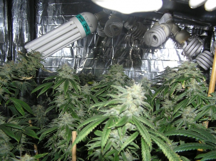 Best Grow Light Bulbs Grow Lights For Stealth And Indoor Growing! Super Powerful Photo 462