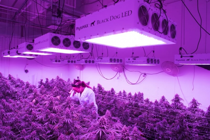 Best Grow Light Bulbs Top 10 Best Led Grow Lights Reviews 2018: Top Rated For Photo 142