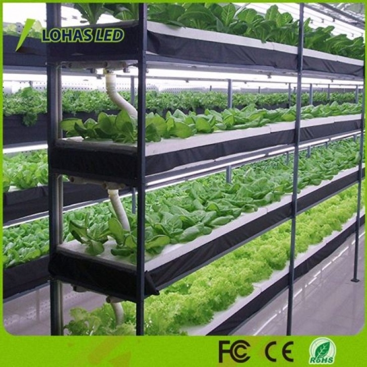 Best Grow Lights For Vegetables China 13.5W Plant Light For Greenhouse Gardening Image 182