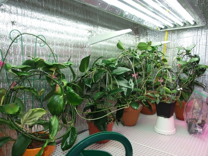 Best Grow Lights For Vegetables Small Basement Vegetable Grow Room - Google Search (With Photo 905