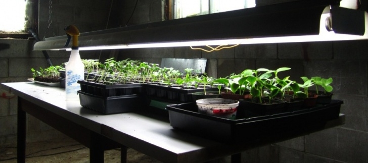 Best Grow Lights For Vegetables Vegetable Gardening | A Life In The Woods Image 973