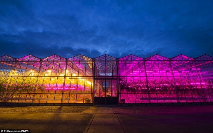 Best Grow Lights For Vegetables Yellow And Purple Greenhouse Could Boost Plant Growth With Picture 411