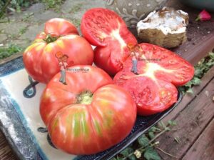 Best Heirloom Tomato Seeds 10 Of My Favorite Large Heirloom Tomatoes | Heirloom Picture 514 Best Heirloom Tomato Seeds 10 Of My Favorite Large Heirloom Tomatoes | Heirloom Picture 514