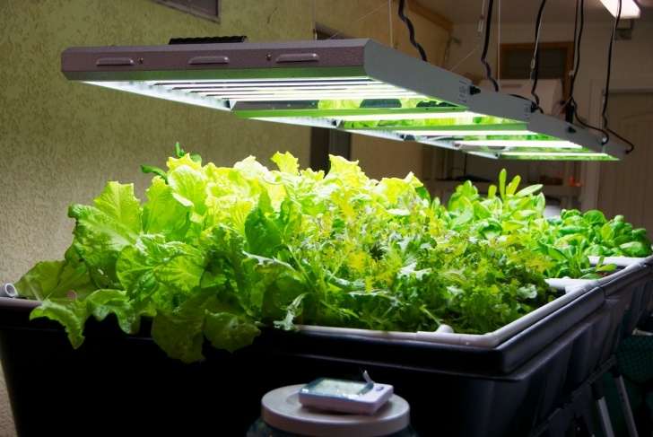 Best Indoor Garden System It’s A Complete Indoor System Ready To Plug-In & Grow Picture 526