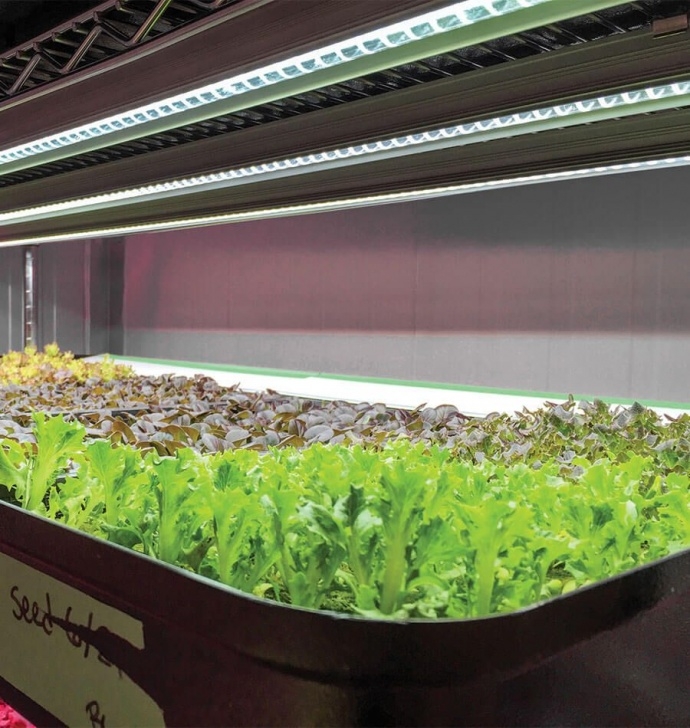Best Indoor Grow Lights For Vegetables Best Indoor Grow Lights For Vegetables | Indoor Grow Image 349