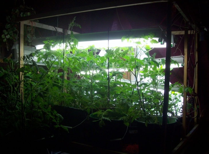 Best Indoor Grow Lights For Vegetables Growing Vegetables Indoors | Createityourself Image 965
