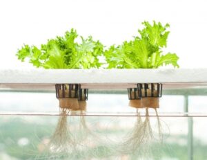 Best Indoor Hydroponic Grow System Best Hydroponic Systems For Getting Started With Indoor Photo 063