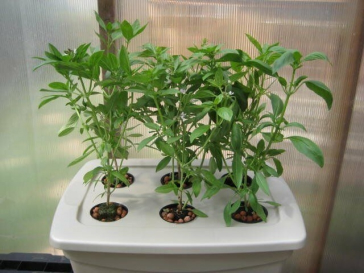 Best Indoor Hydroponic System Drip Hydroponic System 6 Site W/ Nutrients - Fertilizer Image 571